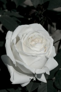 THE DIAMOND WEDDING ROSE (hybrid tea)